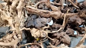 Обзор цен Птичий рынок Москва Садовод Август 2024 Обзор