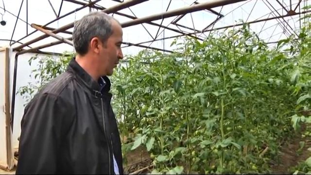 АПК. Тепличное хозяйство А.Абдуразакова смотреть онлайн