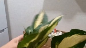 Хосты🌱🪴Очередные новинки 🤗🍀