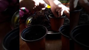 Көбелек гүл.клевер.оксалис.Пересадка,размножения кис?