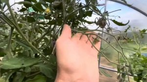 Обзор томатов Софии Сааковой в сезоне 2025.