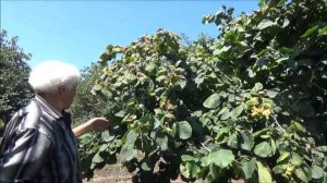 Фундук привитый на орехе медвежьем форма №16 на 13.08.2025.