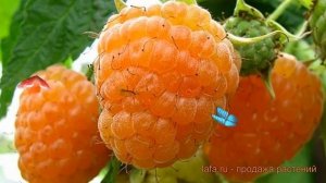 Малина ремонтантная Янтарная Садко (rubus idaeus) 🌿 обзор: ?