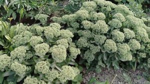 Очиток Видный (Sedum spectabile) неудача в нашем саду и красот?