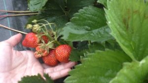 Ламбада - клубника. Ранний срок созревания