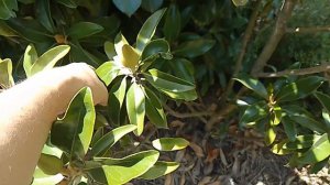 Цветет магнолия и читальпа