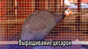 Выращивание цесарок в домашних условиях