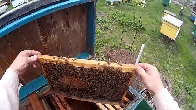 Усиление печатным расплодом, выравнивание семей по си смотреть онлайн