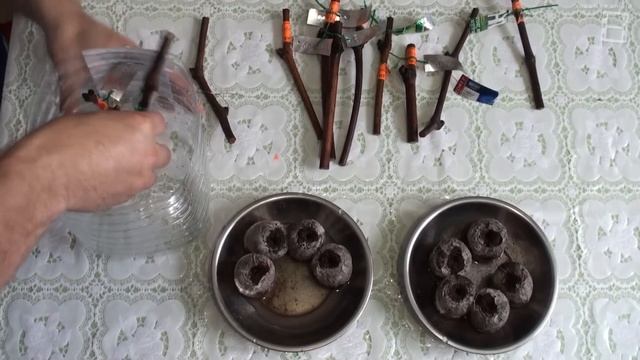 УКОРЕНЕНИЕ ЧЕРЕНКОВ ВИНОГРАДА. ЭКСПЕРИМЕНТ С ТОРФЯНЫ? смотреть онлайн