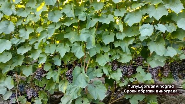 🍇 Только после ЭТОГО можно ОБРЕЗАТЬ ВИНОГРАД! Как узн