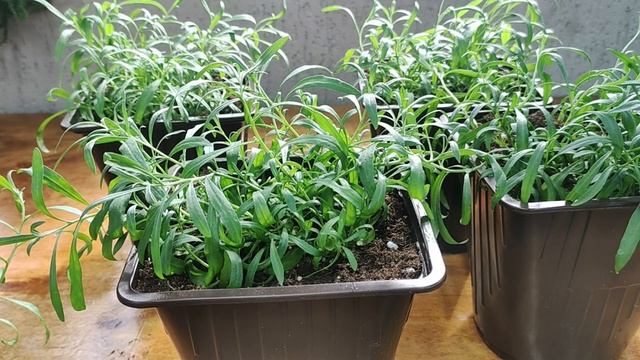 Как Вырастить Роскошный Алиссум Дома В 2025 Году? смотреть онлайн