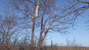 Обрезка Древних Яблонь в саду. Антоновка 6 метров высо?
