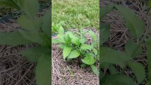 Нормировка побегов гортензии Квик Фаер Фаб