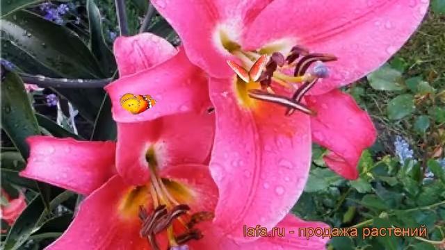 Лилия от-гибрид Палаццо (lilium ot-hybrid palazzo) 🌿 обзор: как са смотреть онлайн