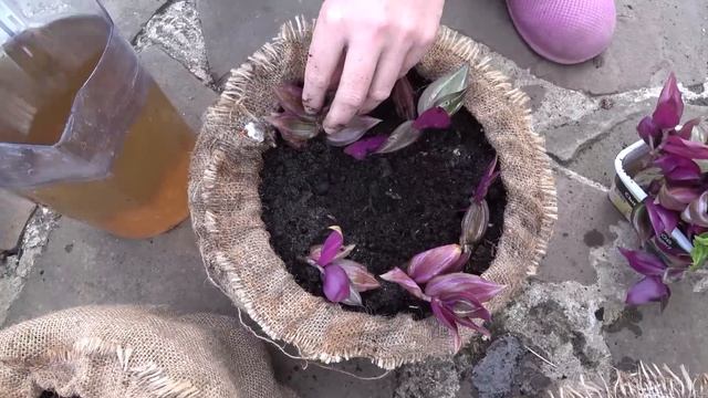 ОТХВАТИЛА ПИХТУ по дешёвке! ШПАЛЕРЫ - и для нас, и для с? смотреть онлайн