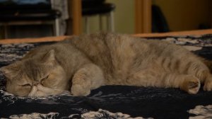 Учебное задание. Кино-этюд "Интерьер"