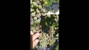 Про виноград Изабелла