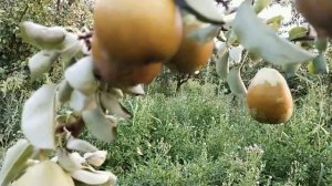 Груши Генерал Леклерк, Ноябрьская, Выжница в нашем сад