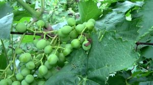 @Уход и защита винограда после дождей и града. Ч.2