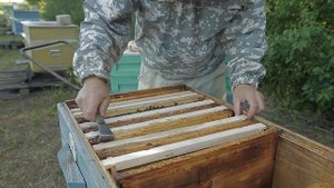Пасека 2025. Как развиваются пчелопакеты.