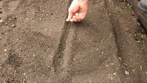 Как Правильно Сажать Петрушку Весной Для обильного Ур