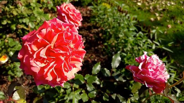 Розы сложной расцветки: обзор 9 сортов роз, сезон 2024 смотреть онлайн