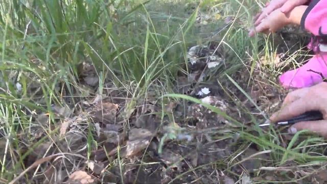 Где собирать грузди / Грузди в сентябре / где растут гр? смотреть онлайн