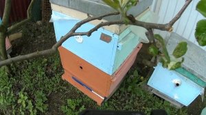 Противороевые отводки по Цебро.