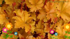 Гейхера гибридная Эмбер Вейвс. Краткий обзор, описани?