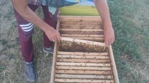 Улей ЛЕЖАК как ОТКАЧИВАТЬ МЁД НА ГЛАВНОМ МЕДОСБОРЕ МЕ?