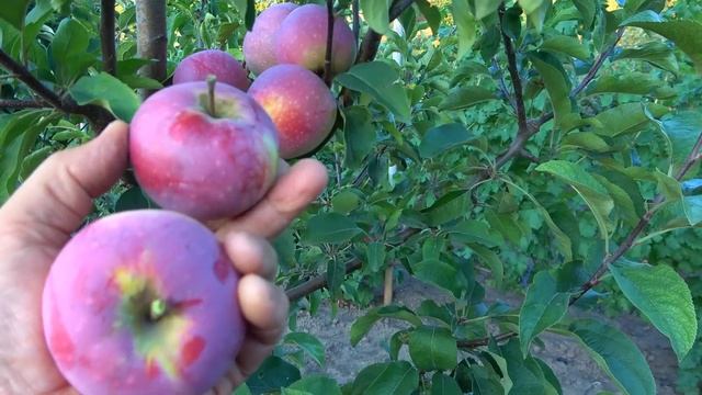 Летний сорт сладкого яблока АКСАМИТ белорусской селе? смотреть онлайн