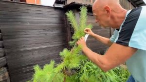 Японский сад Ирины Андриановой. Часть 2