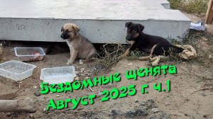 Бездомные щенята. Август 2025 г. ч.1