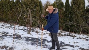 Лучшие способы защиты деревьев от зайцев и мышей
