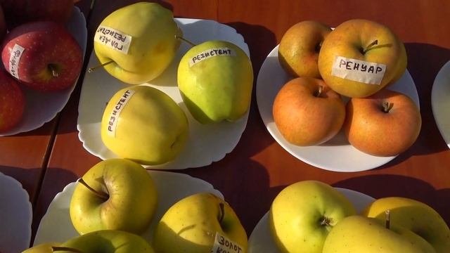Яблоня ГОЛДЕН РЕЗИСТЕНТ /отличного кисловато-сладког?