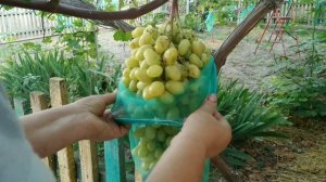 ВИНОГРАД. ЛАНДЫШ, ЗАРЯНА, БОГЕМА, ДУБОВСКИЙ РОЗОВЫЙ, БА