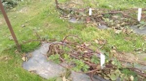 Ежевика,подготовка к зиме! осень 2023