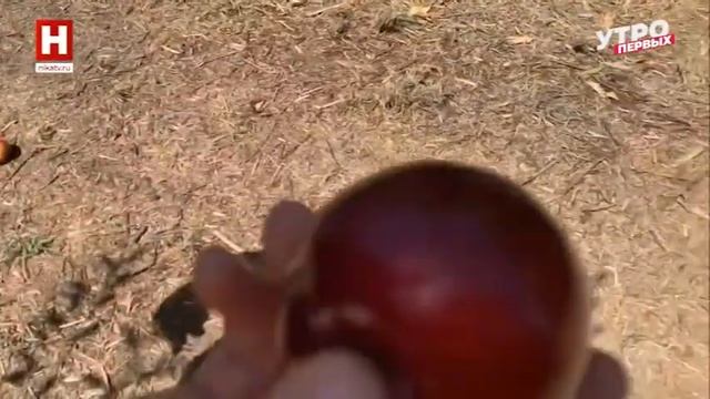 Шарафуга, что за фрукт такой) смотреть онлайн