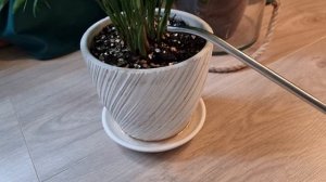 Полив растений "по-своему" 🌱 / Беспощадно режу корни / ?