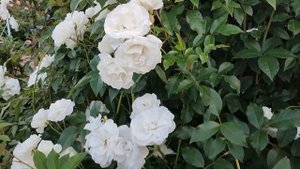 Цветение роз Айсберг и Леонардо да Винчи. Клематис Эту