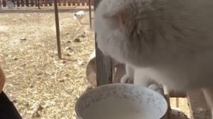 Наш обычный день на Кубани Петровчанка  кормлю козу кл