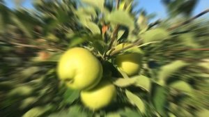 Яблоня Пристин