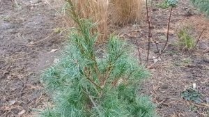 Сосна веймутова( pinus strobus) Tiny curls.