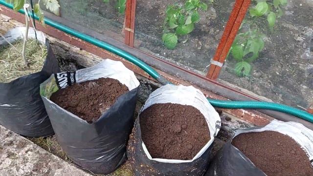 Сад цветет Посадили помидоры и перцы смотреть онлайн