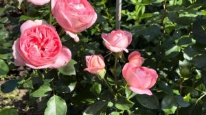 Роза Вояж Тантау ( Rose Voyage ) г. Киев 2 июля 2025 г.