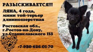 Пропала собака! ЛЯНА. 4 года. Мини той-терьер длинношерстная. Ростовская обл,  г. Ростов-на-Дону