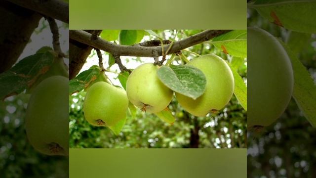 Сорт Яблок Семеренко смотреть онлайн