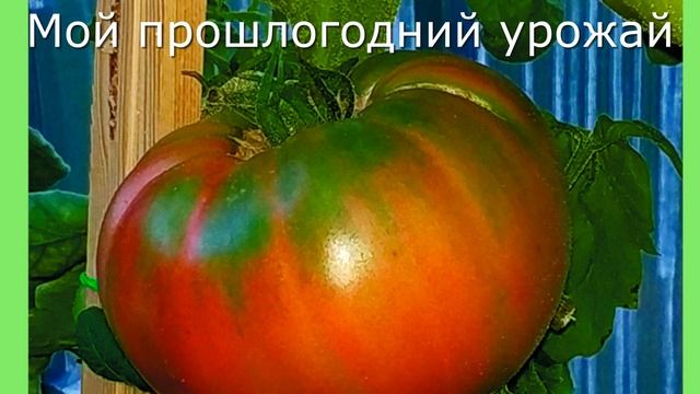 Ошибки при сборе семян томатов. смотреть онлайн