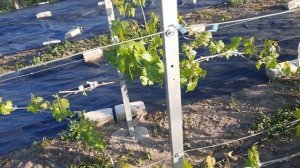 Первая обработка винограда