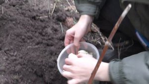 Посадка чеснока Рокамболь. Рокамболь гигантский чесн?